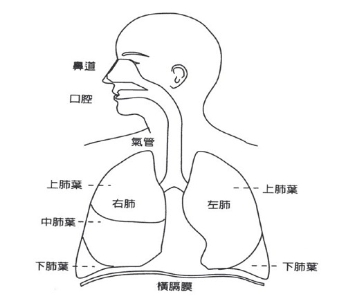小号气息的练习：横膈膜呼吸法（陈锡仁）
